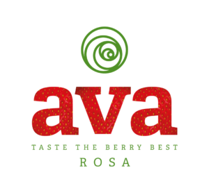 ava-rosa-300×278